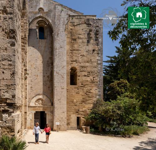 Destination Vignobles de Montpellier ©A. ALLIES