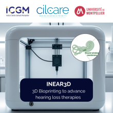 INEAR3D: un modèle vitro imprimé en 3D pour accélérer le développement de thérapies auditives